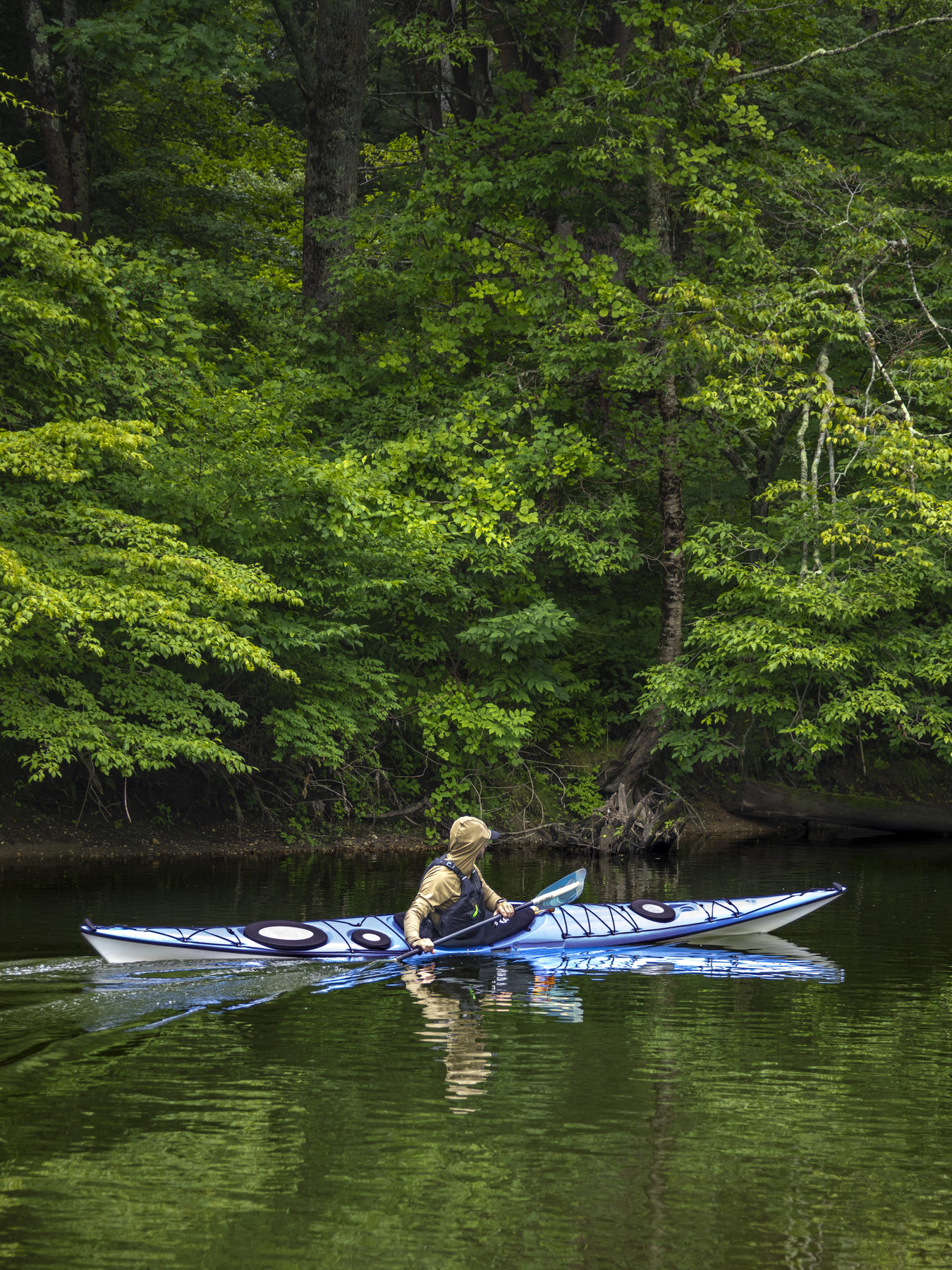 Kayaking the Housatonic River through dense summer trees